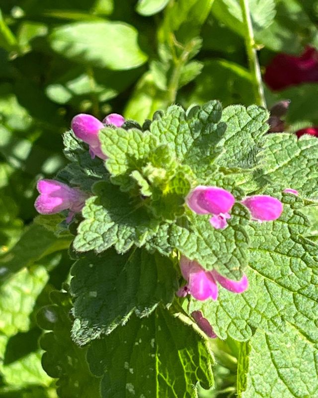 Maison à vendre - 28 pièces - 1500 m2 - 02 - PICARDIE